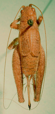 image of Hapithus brevipennis