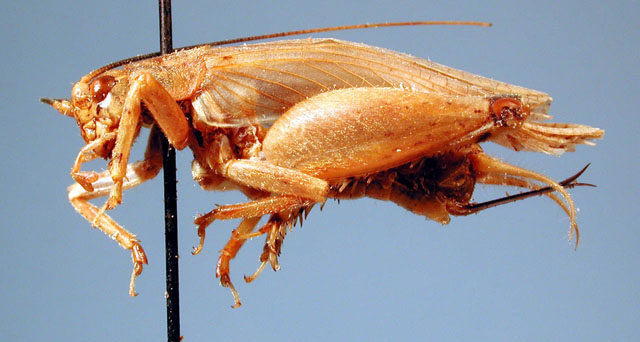 image of Xenogryllus unipartitus