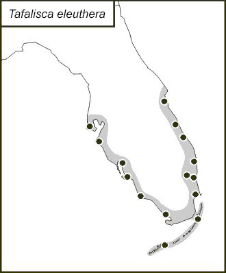 distribution map for Tafalisca eleuthera