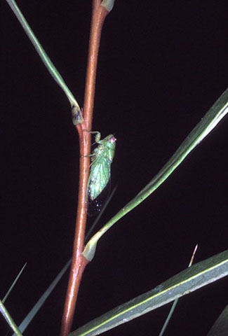 image of Melampsalta floridensis