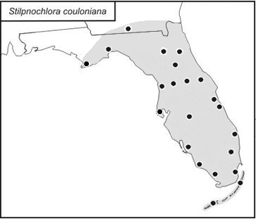 distribution map for Stilpnochlora couloniana