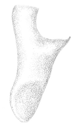 image of Conocephalus spinosus