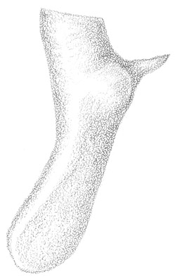 image of Conocephalus attenuatus