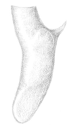 image of Conocephalus spartinae