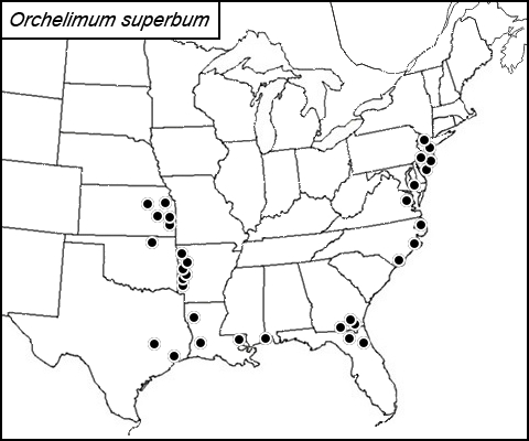 distribution map for Orchelimum superbum