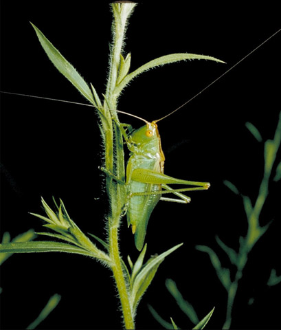 image of Orchelimum silvaticum