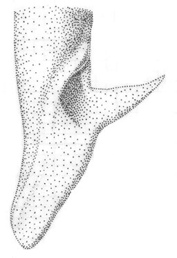 image of Orchelimum bullatum