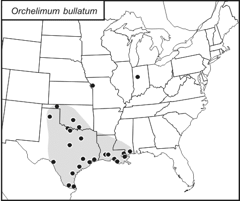 distribution map for Orchelimum bullatum