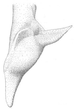 image of Orchelimum carinatum