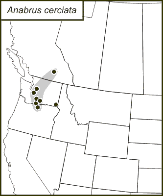 distribution map for Anabrus cerciata