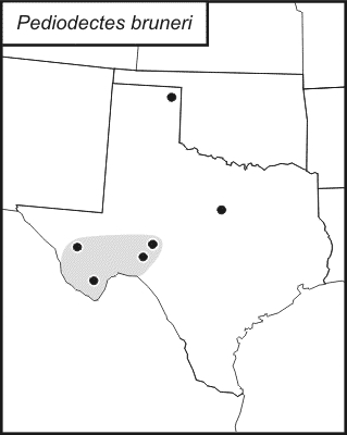 distribution map for Pediodectes bruneri
