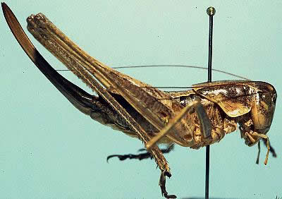 image of Pediodectes nigromarginatus