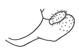 image of Cyphoderris buckelli
