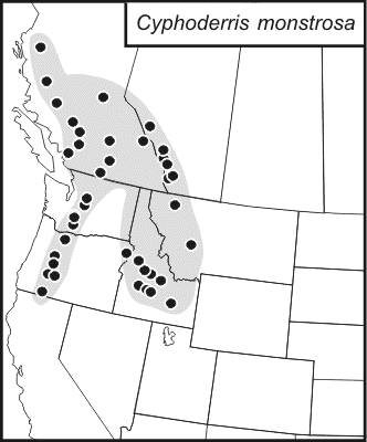 distribution map for Cyphoderris monstrosa