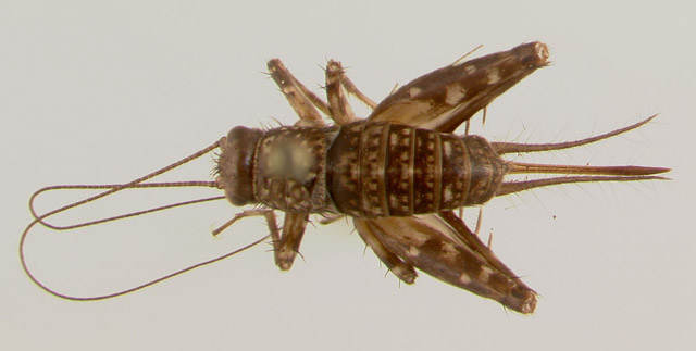 image of Hygronemobius alleni