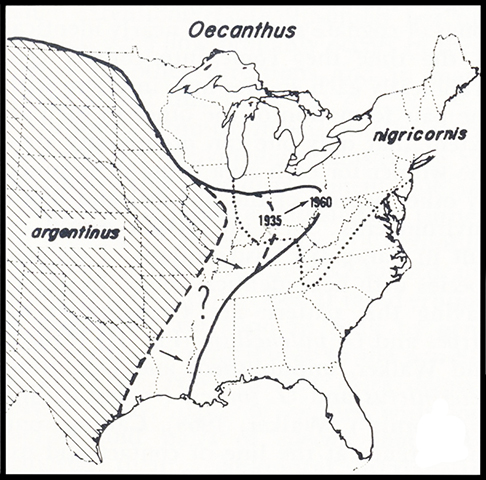 image of Oecanthus argentinus