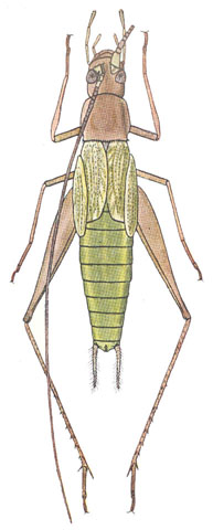 image of Oecanthus pini