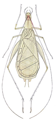 image of Oecanthus latipennis