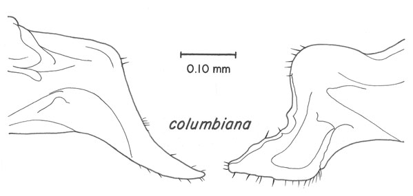 image of Cyrtoxipha columbiana
