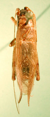 image of Orocharis nigrifrons