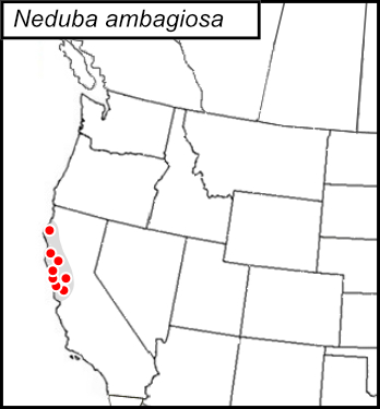 distribution map for Neduba ambagiosa