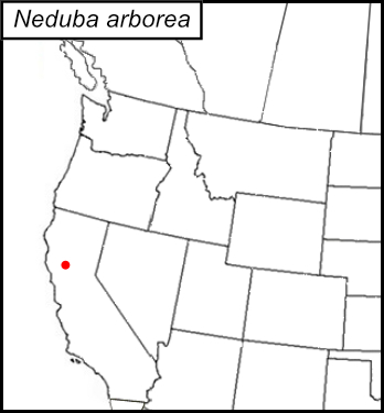 distribution map for Neduba arborea