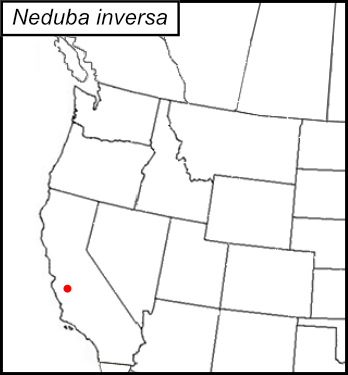 distribution map for Neduba inversa