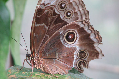 Ventral surface of an adult Morpho peleides Kollar, showing the cryptic coloration and eyespots. This individual has five eyespots, but patterns are variable.