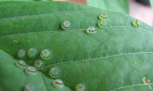 Eggs of a Morpho peleides Kollar butterfly on the surface of a leaf.