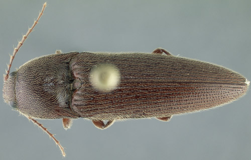 Adult of Melanotus communis. 