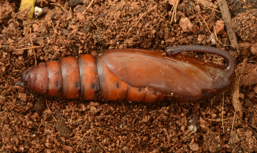 Pupa of Manduca sexta (L.), the tobacco hornworm. Note the maxillary loop (right). Pupae are found belowground or deep in the leaf litter