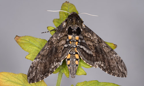 Adult form of Manduca sexta (L.), the tobacco hornworm, also known as a Carolina sphinx moth or hawk moth