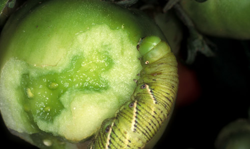 Feeding damage to young tomato fruit caused by Manduca sexta (L.), the tobacco hornworm