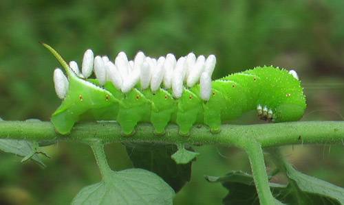 Late stage larva of Manduca sexta (L.), the tobacco hornworm, that has been parasitized by a parasitoid wasp. Note the white, silken cocoons protruding from the body of the caterpillar