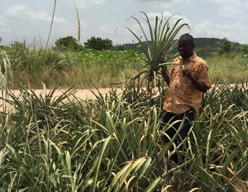 A farmer in Ghana holds up a pineapple plant infected with Pineapple mealybug wilt-associated virus.