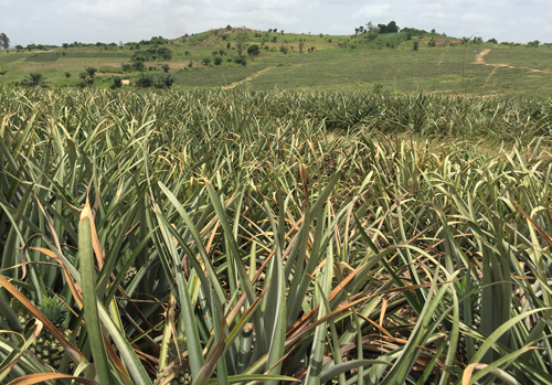 A pineapple field in Ghana with several plants showing symptoms of Pineapple mealybug wilt-associated virus. 
