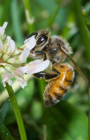 Worker European honey bee, Apis mellifera Linnaeus, foraging on a flower. Note hairs covering the body, and the “waist” created by the constriction of the second abdominal segment. 