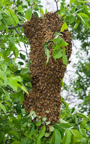 A reproductive swarm of European honey bees, Apis mellifera Linnaeus, coalesced on a tree branch while scout workers search for a place to establish the new colony. 