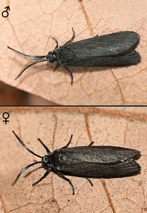 Laurelcherry smoky moth, Neoprocris floridana Tarmann, male (top) and female (bottom). 