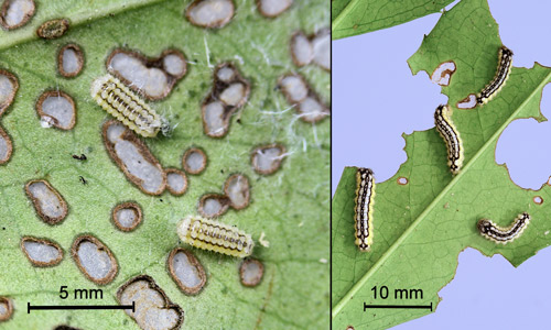 Laurelcherry smoky moth, Neoprocris floridana Tarmann, early instars on skeletonized leaf (left) and late instars feeding on leaf edge (right).