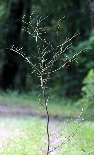 Carolina laurelcherry (Prunus caroliniana), sapling defoliated by laurelcherry smoky moth, Neoprocris floridana Tarmann. 