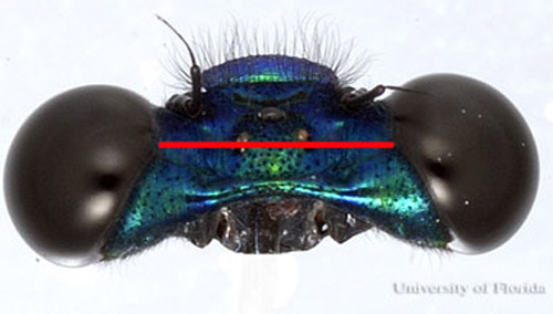 Head of Calopteryx maculata, a damselfly, with eyes separated by more than the width of a single eye. 
