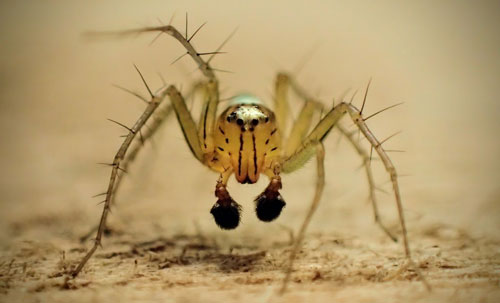Frontal view of an adult male striped lynx spider, Oxyopes salticus (Hentz). Note the male’s conspicuous dark pedipalps (appendages below the face), as well as the characteristic black facial markings. 