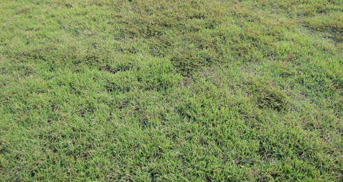 A zoysia lawn infested by the grass root-knot nematode, Meloidogyne graminis Whitehead, showing declining and weed proliferation. Photograph by William T. Crow, University of Florida.