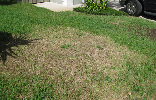 Tropical sod webworm damage to St. Augustinegrass lawn