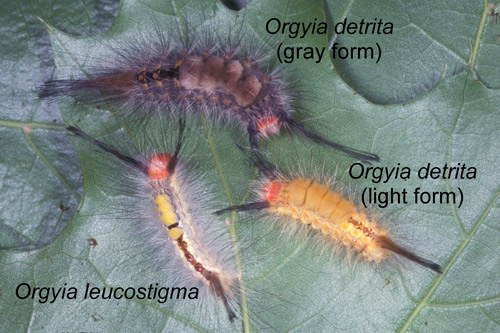Fir tussock moth (light and dark forms), Orgyia detrita, and whitemarked tussock moth, Orgyia leucostigma, caterpillars.