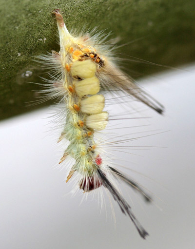 Fir tussock moth caterpillar (Orgyia detrita) exhibiting pose typical of nuclear polyhedrosis virus (Baculovirus) infection.