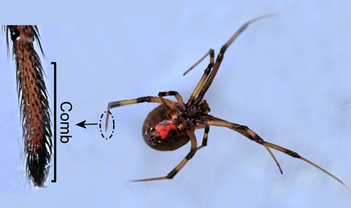 Usa Spider Bite Chart