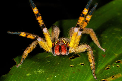Many Phoneutria species have red chelicerae (structures under the eyes that hold the fangs) and contrasting yellow and black or white and black on the underside of the forelegs that are displayed when the spider is threatened