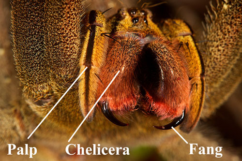 Close up of fangs, chelicerae (note reddish hairs) and palps of Phoneutria species.